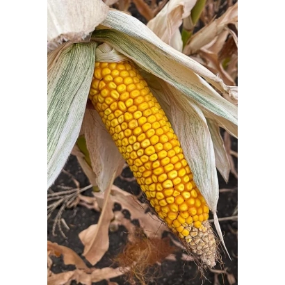 Свежий початок кукурузы Зедан 28 на фоне сухой листвы