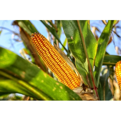 Corn on stalk with bright yellow cob against green foliage - ZERNOGRADESKY 251 MV