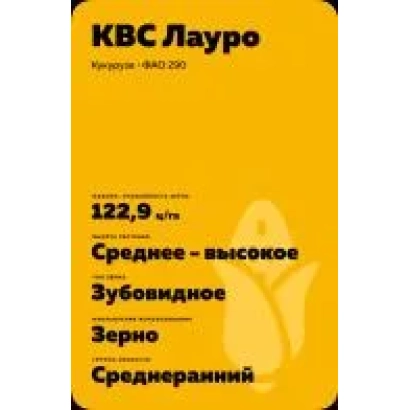 Насіння кукурудзи сорту КВС Лауро на жовтому фоні - ЗЕРНОГРАДСЬКИЙ 301 МВ
