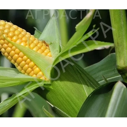 Колос кукурудзи на фоні зелених листів з написом АГРОАСТРА - ЗЕРНОГРАДСЬКИЙ 354 МВ