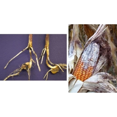 Сухие корни и початок кукурузы на фиолетовом фоне - ЦЕЗАРИУС