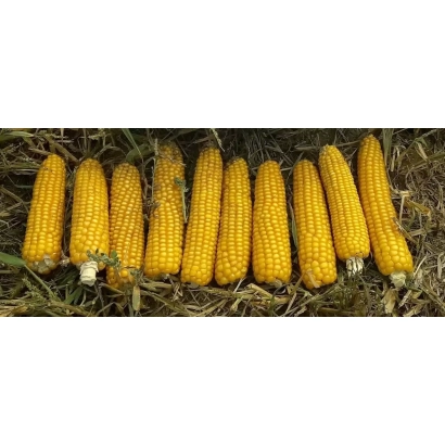 Жовті початки кукурудзи сорту ЗЕТА 110 С на землі