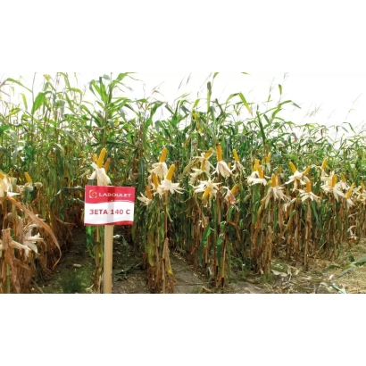 Кукурудза ЗЕТА 140 С на полі