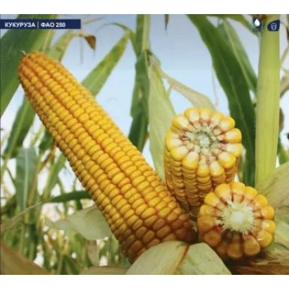 Кукуруза ЗФ 0131 | ZF 0131 на фоне листьев