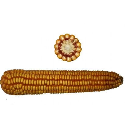 Yellow corn JinChin SV