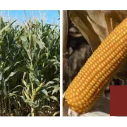 Кукуруза на поле и початок кукурузы - Жокари КС