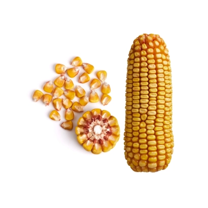 Кукуруза ЗОЛОТОЙ ПОЧАТОК 131 МВ