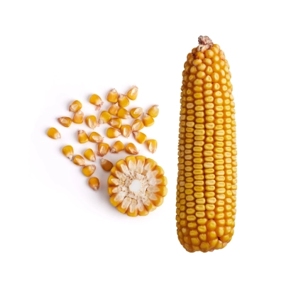 Кукуруза в виде початка и зерен на белом фоне - ЗОЛОТОЙ ПОЧАТОК 143 МВ