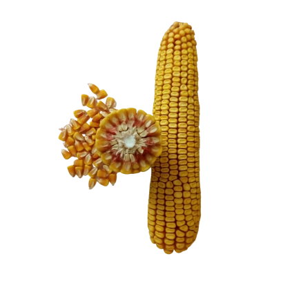 Кукуруза ЗОЛОТОЙ ПОЧАТОК 165 МВ