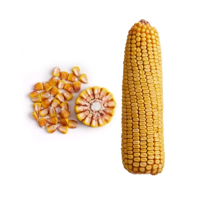 Фотография кукурузы с початком и зернами на белом фоне - ЗОЛОТОЙ ПОЧАТОК 170 МВ