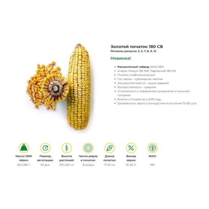 Колос кукурузы ЗОЛОТОЙ ПОЧАТОК 180 СВ с цветком и листом