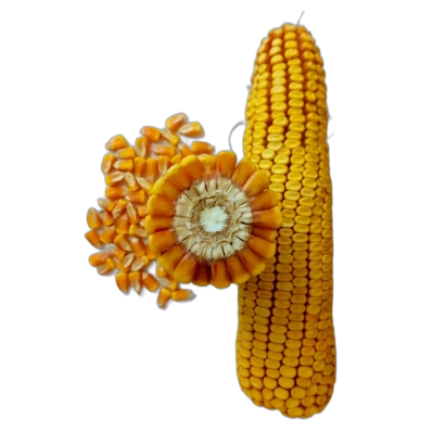 Золотой початок 190 СВ — кукуруза в виде декоративного образца с цветком