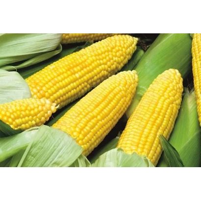 Свежая кукуруза ЗОЛОТОЙ ПОЧАТОК 192 МВ в шелухе