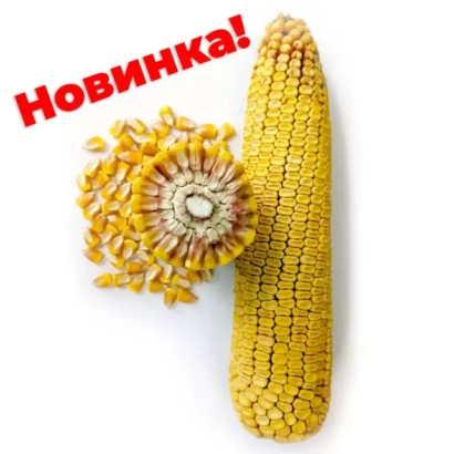 Кукуруза ЗОЛОТОЙ ПОЧАТОК 200 СВ на белом фоне с надписью Новинка!