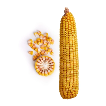 Фото кукурузы ЗОЛОТОЙ ПОЧАТОК 307 МВ