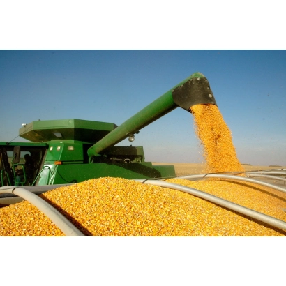 Желтая кукуруза выгружается из комбайна на поле - ЗОНА