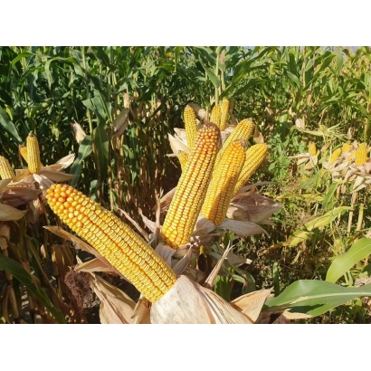 Ripe corn cobs of variety October 223 in a field setting