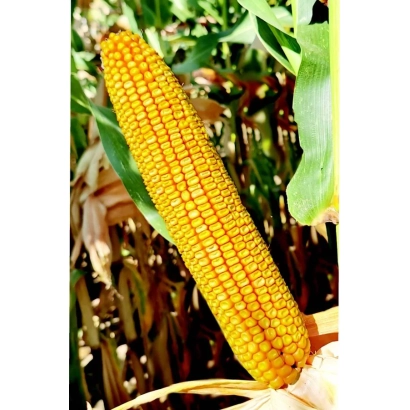 Созревшая кукуруза ЗП 333 на фоне листьев