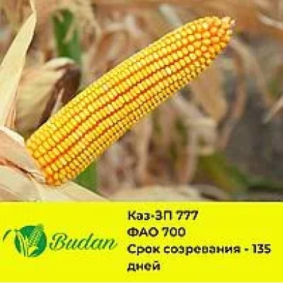 Кукуруза Каз-ЗП 777 на фоне поля - ЗП 4123