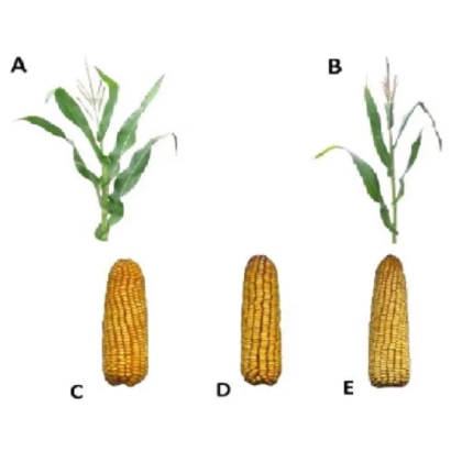 Кукуруза ЗППЛ 204: початки и растения