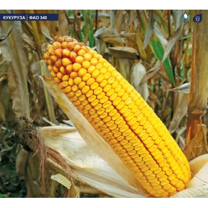 Желтая кукуруза ЗПСК 388 на фоне поля