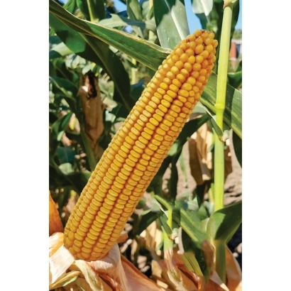 Созревшая початок кукурузы сорта ЗПСК 434 на фоне листьев