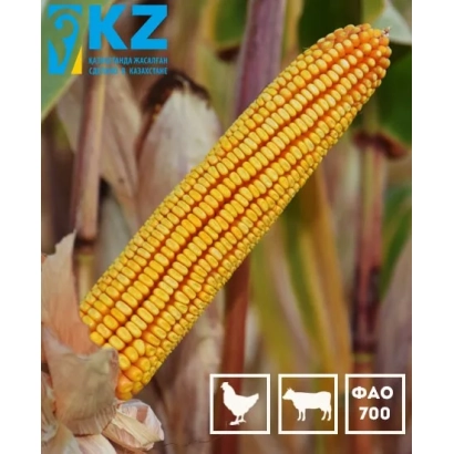 Corn FAO 700 on cob background - ZPSC 704