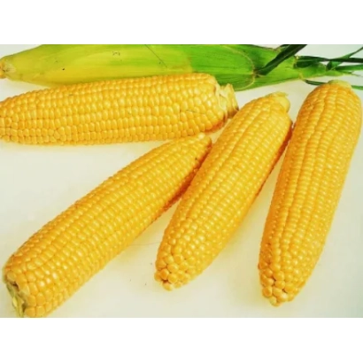 Три початка кукурузы ЖЮКСЕН на белом фоне