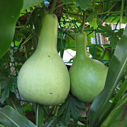 Два зеленых лагенарии на ветвях растения - Графин