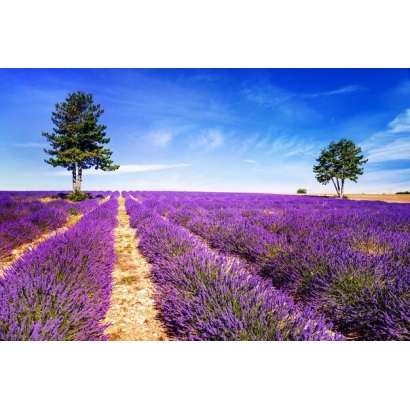 Поле лаванды с дорожками под синим небом - ПРИМА ЮЖНАЯ