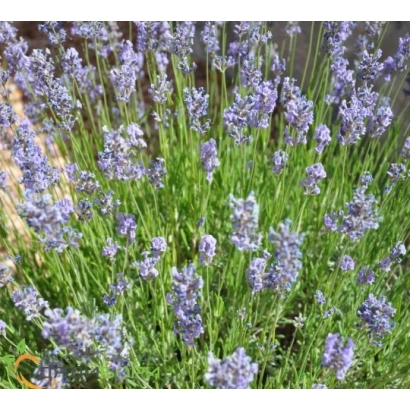 Lavender in a flowering field - Early