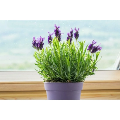 Lavender plant in a purple pot on a windowsill - Anniversary
