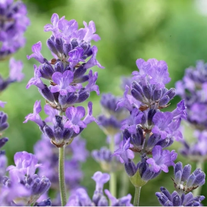 Стебли лаванды на фоне зелени - ВАЙЛЕТ