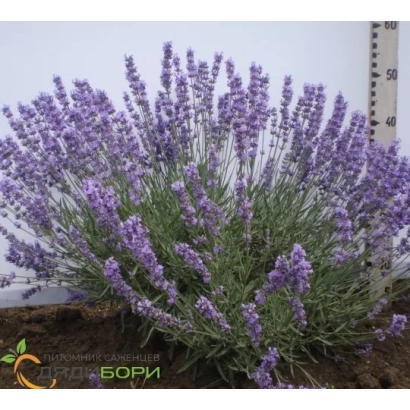 Куст лаванды с цветками на фоне линейки, логотип БОРИ - Вдала