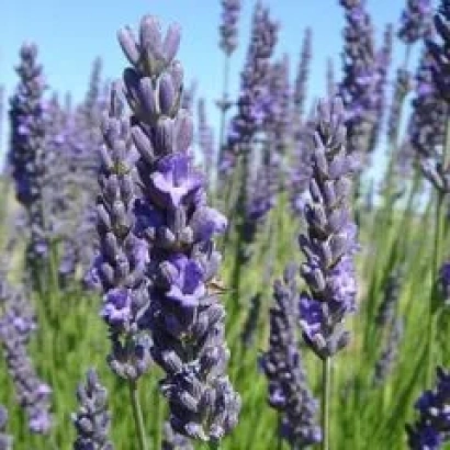 Поле лаванды с цветущими стеблями - Рабат