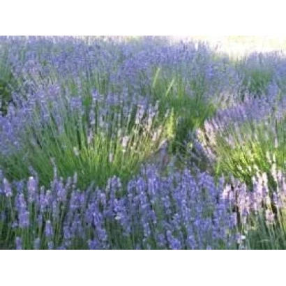 Поле лаванды на фоне яркого солнца - Темп