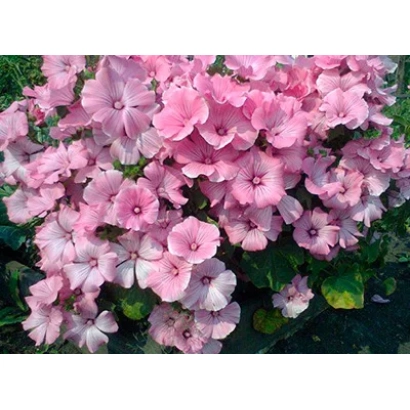 Розовые цветы лаватеры на фоне зелени - Красотка