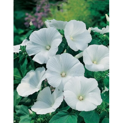 Белые цветы лаватеры на фоне зелени - Монт Бланк