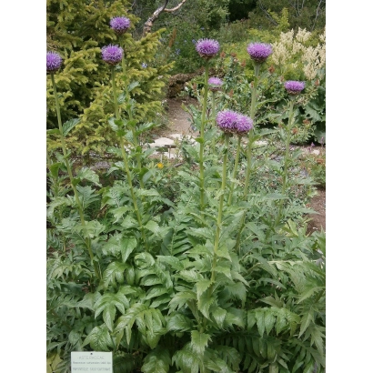 Растение Левзея с фиолетовыми цветами на фоне сада - Тюгурюкский