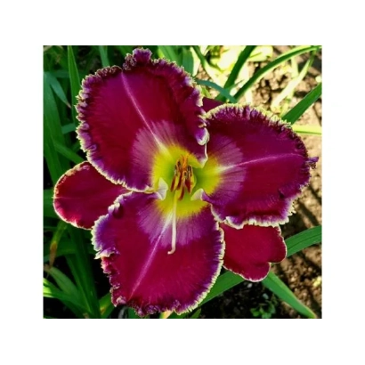 Close-up of a daylily flower of the variety 'Velvet Night' with dark maroon petals and a yellow center.