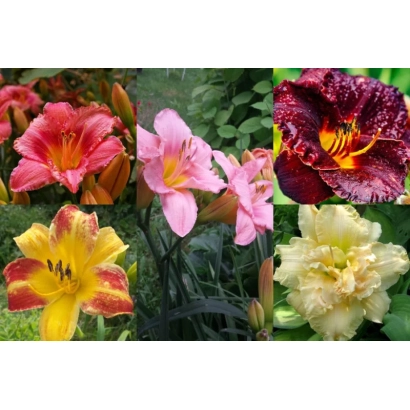 Коллаж из фотографий цветущих лилейников разных сортов на фоне зелени - Берегиня Саду