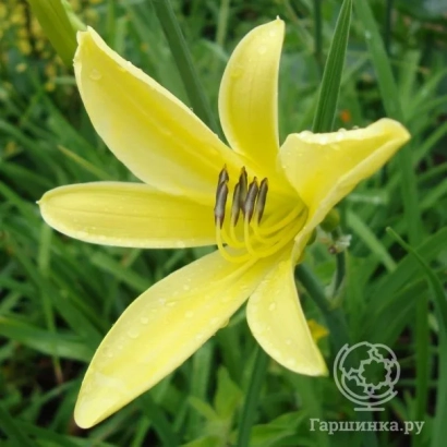 Yellow lily flower on green background - Czarivna