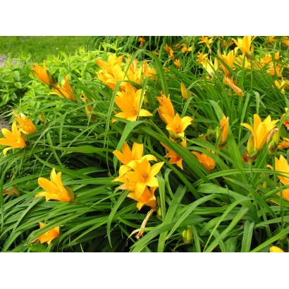Yellow daylily flowers on green foliage - Gift of the Sun