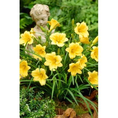 Желтые цветы лилейника на фоне зелени и статуэтки - Дивочи мрии