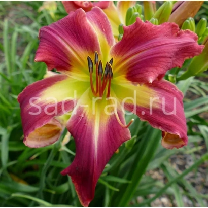 Close-up of a daylily flower with red-yellow petals against green foliage - Phoenix