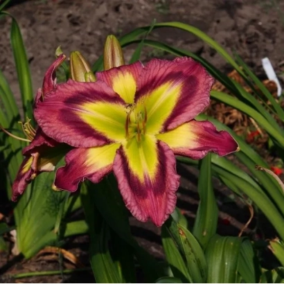 Daylily flower Galaktika with red-yellow petals against green foliage