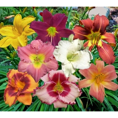 Коллаж из цветущих лилейников разных сортов на зелёном фоне - КРЫМСКИЙ БАРХАТ