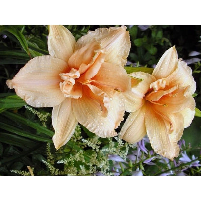 Цветок лилейника сорта Мольфара на фоне зелени - Квитка Мольфара