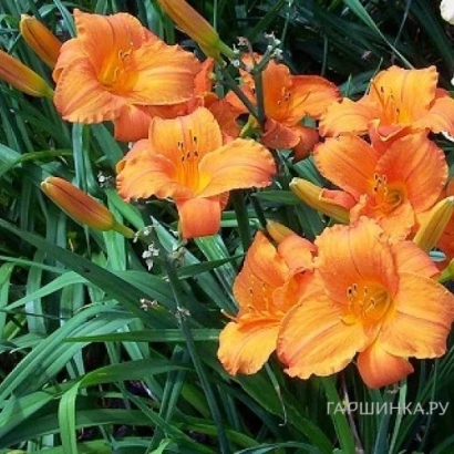 Orange daylily flowers against green foliage, photo from site GARCHINKA.RU - Mavka
