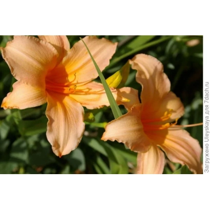 Крупный план оранжевых цветов лилейника на фоне зелени - Медова насолода